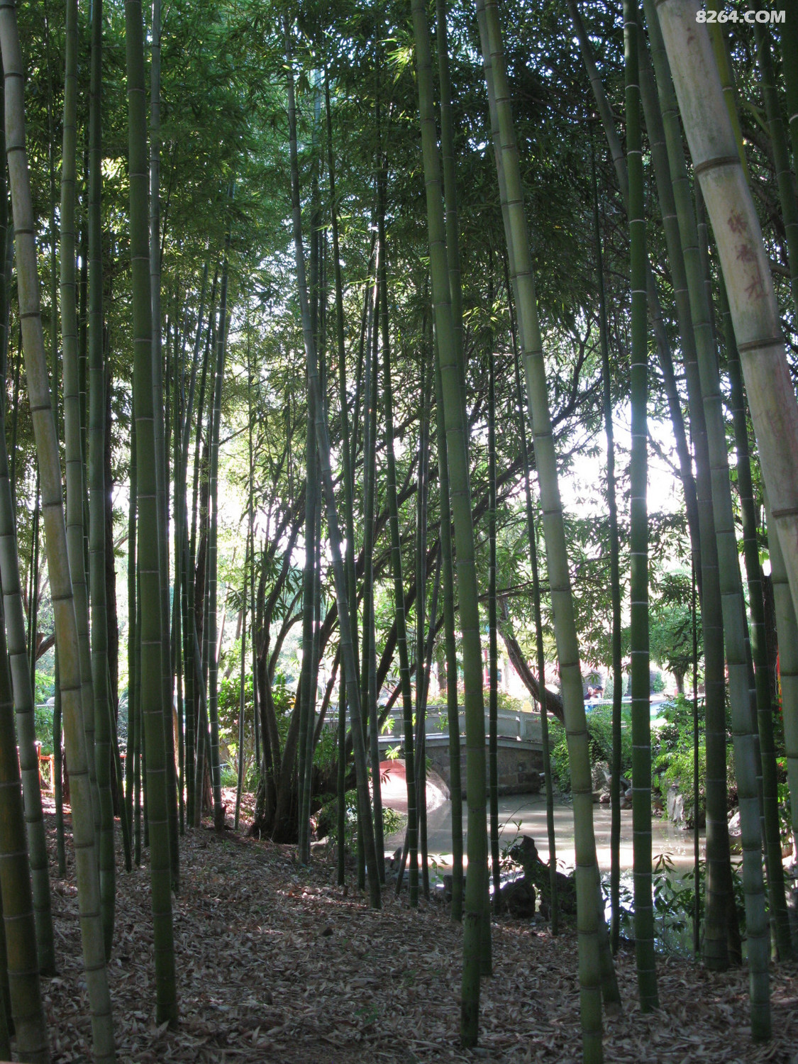 浦东金枫公园62.jpg