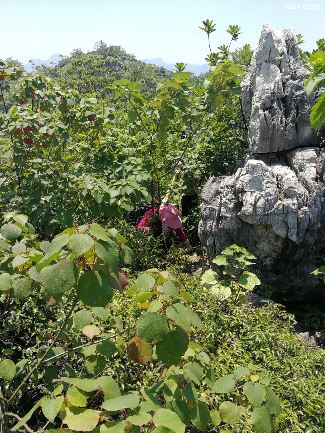 IMG_20210606_113311.jpg