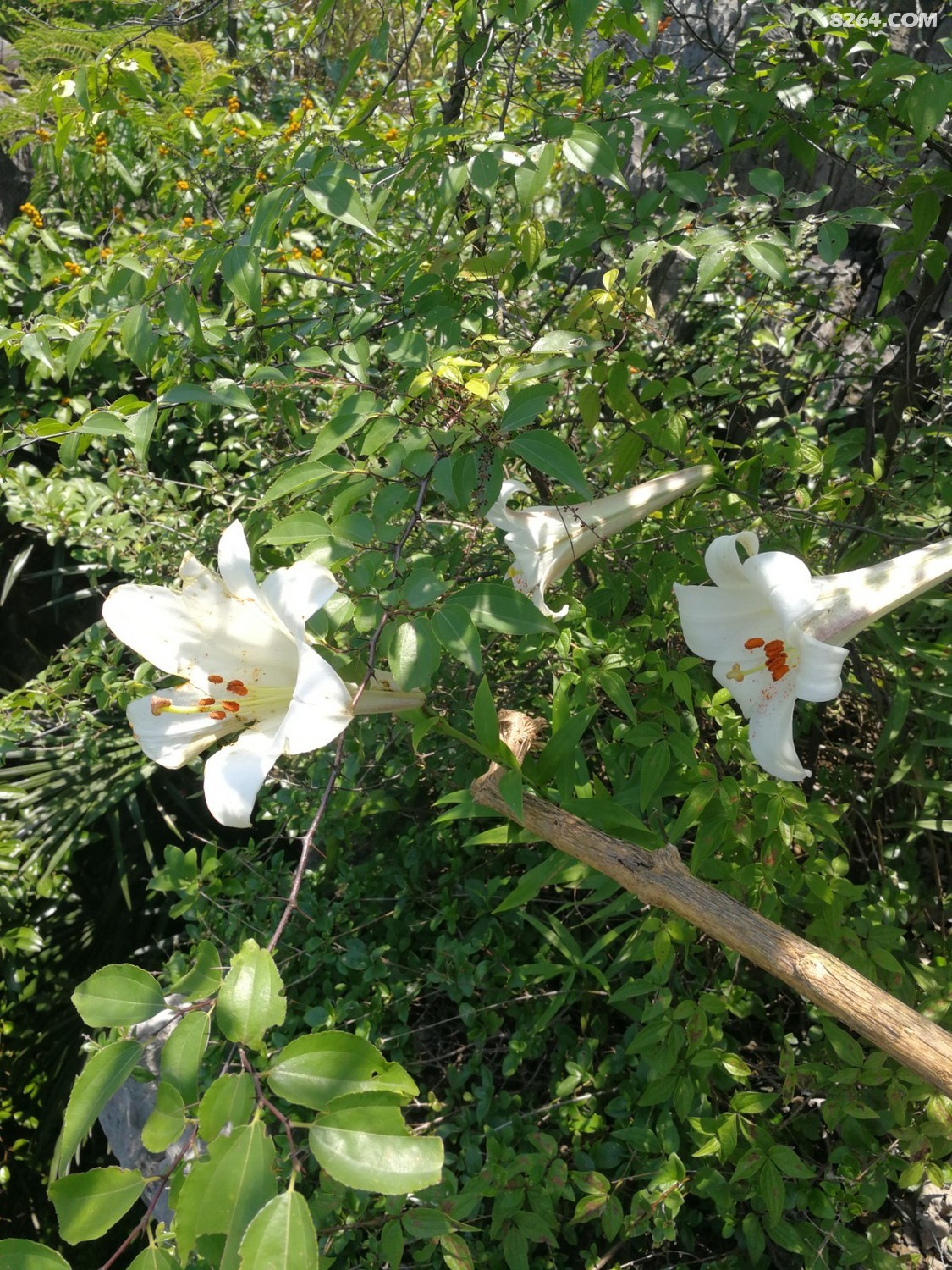 IMG_20210606_113855.jpg
