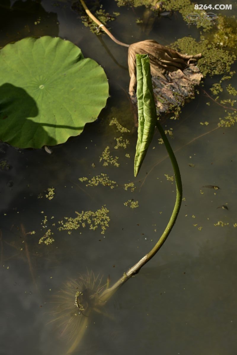 出淤泥而不染濯清涟而不妖再拍荷花