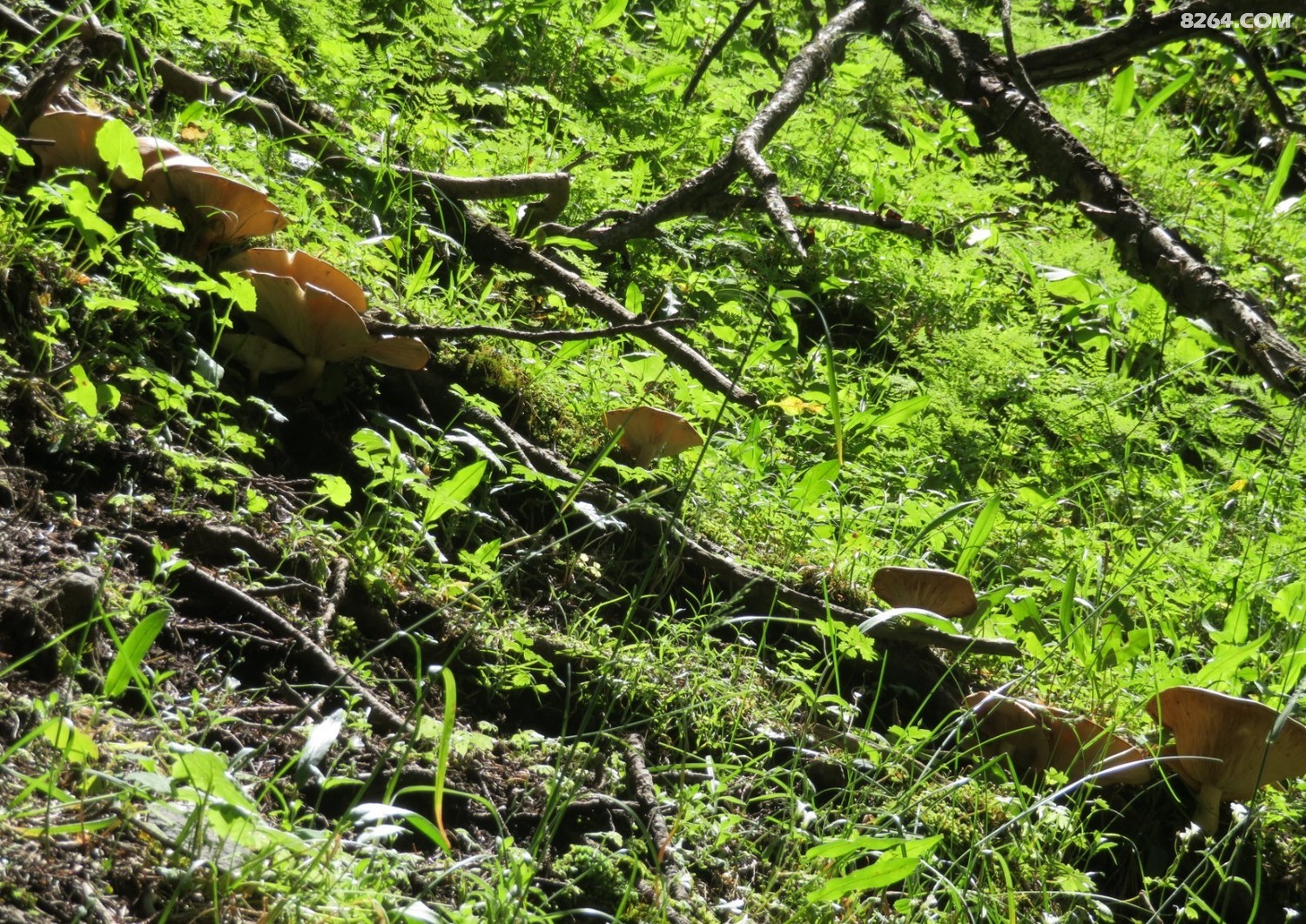天山野蘑菇