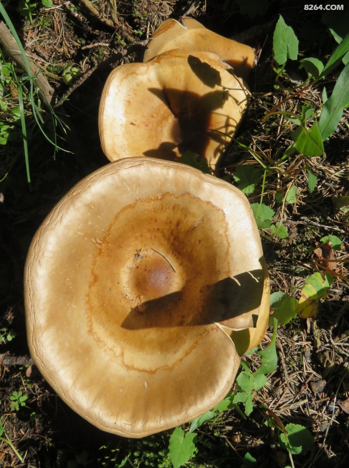 天山野蘑菇 - 第1页 - 新疆 - 8264户外