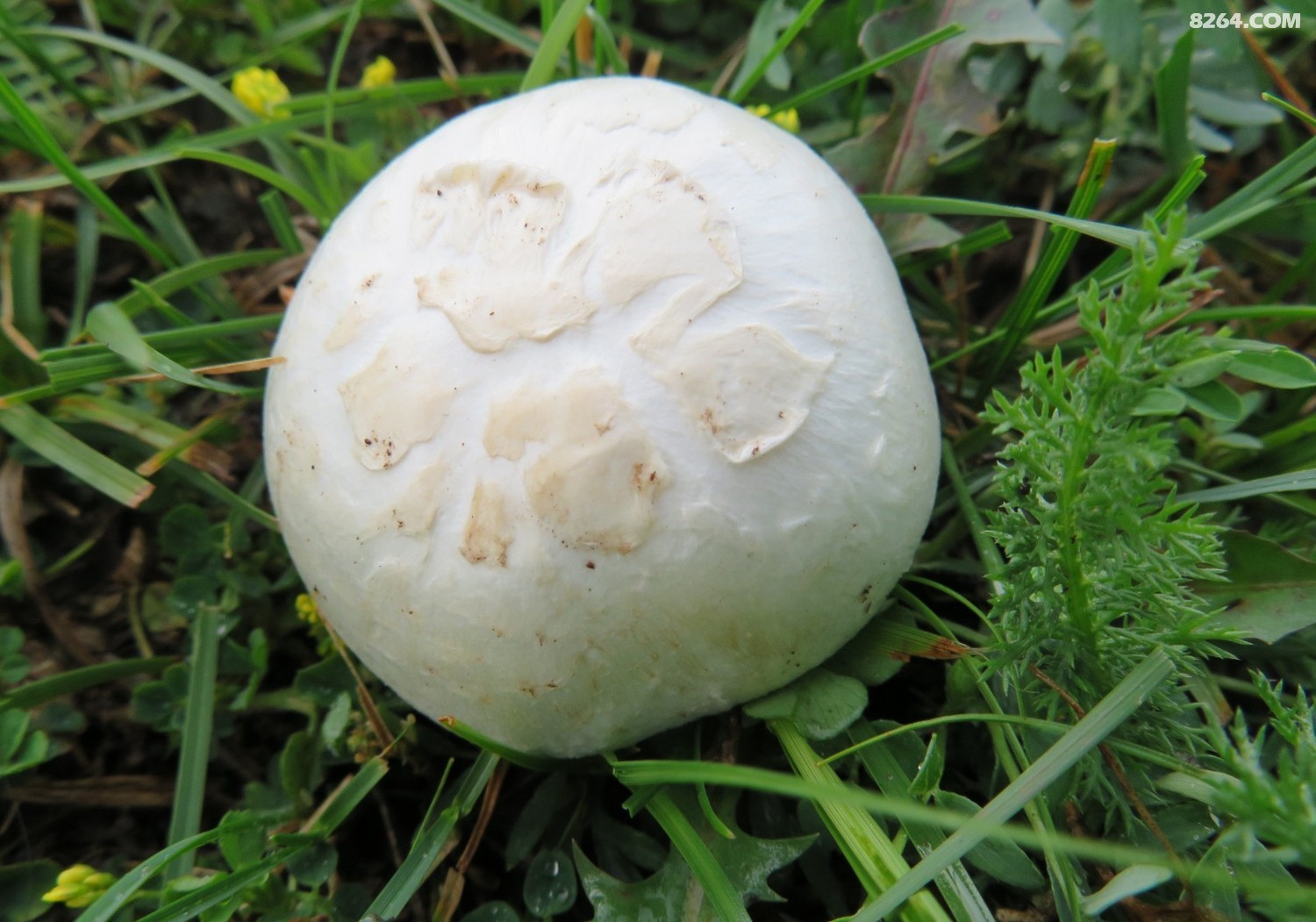 天山野蘑菇 - 第1页 - 新疆 - 8264户外