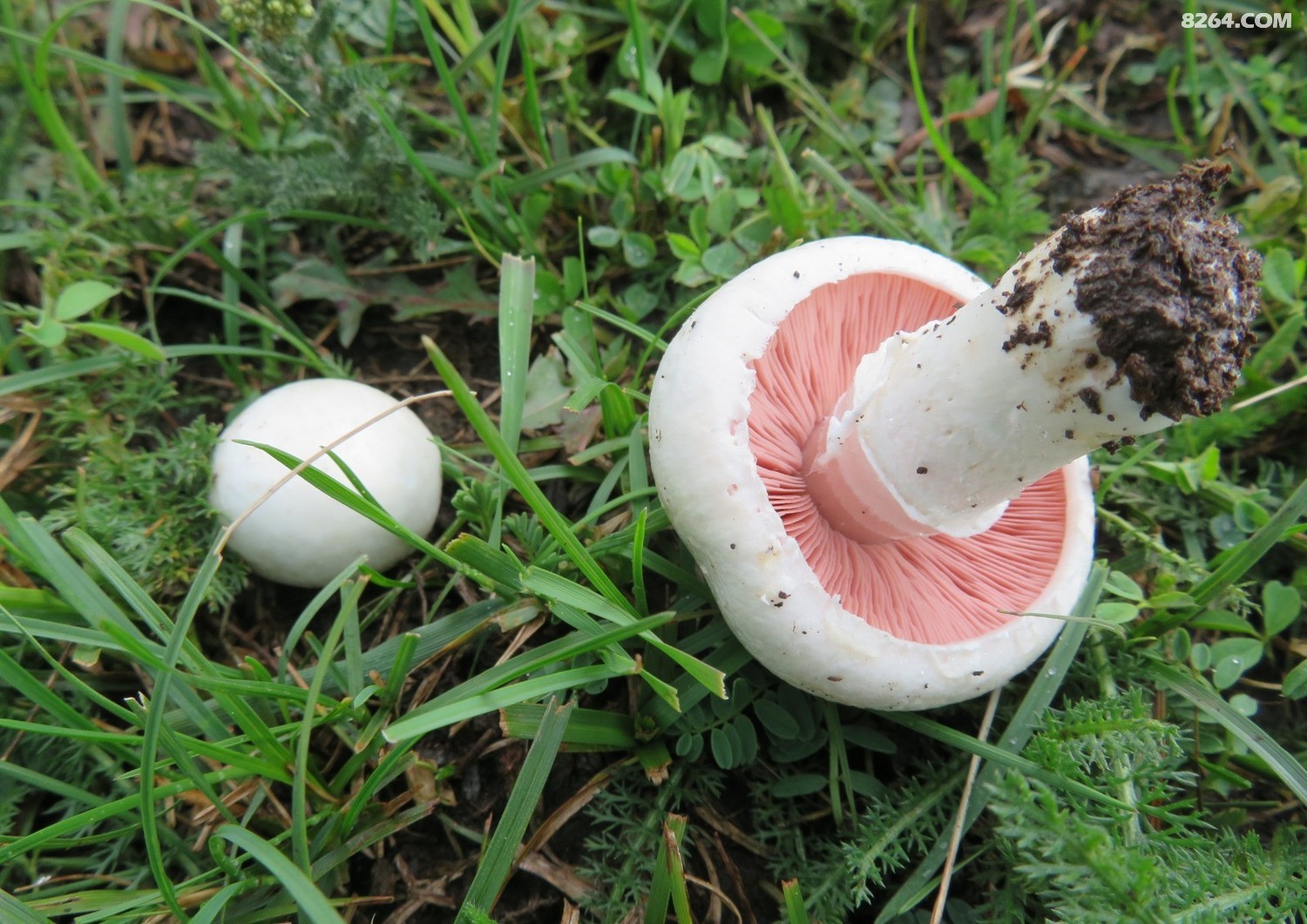 天山野蘑菇 - 第1页 - 新疆 - 8264户外