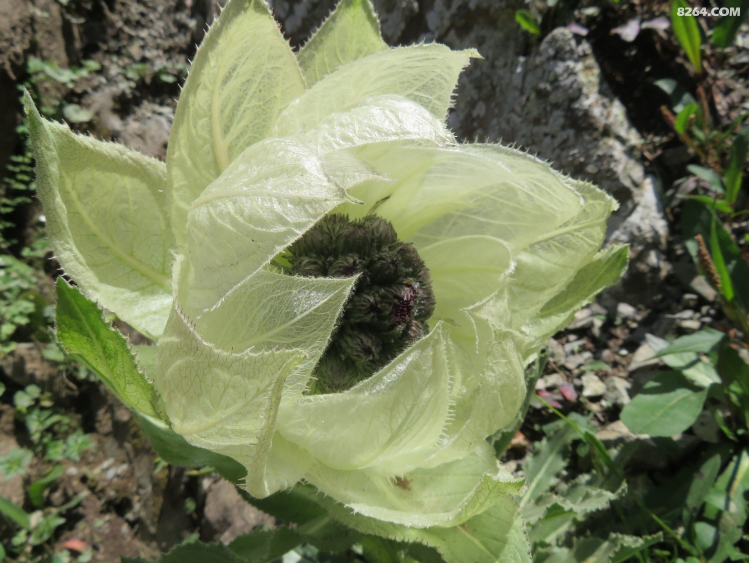天山野蘑菇
