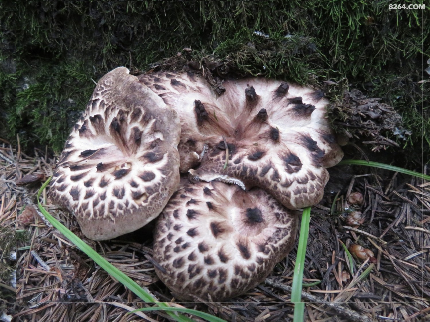 天山野蘑菇 - 第1页 - 新疆 - 8264户外