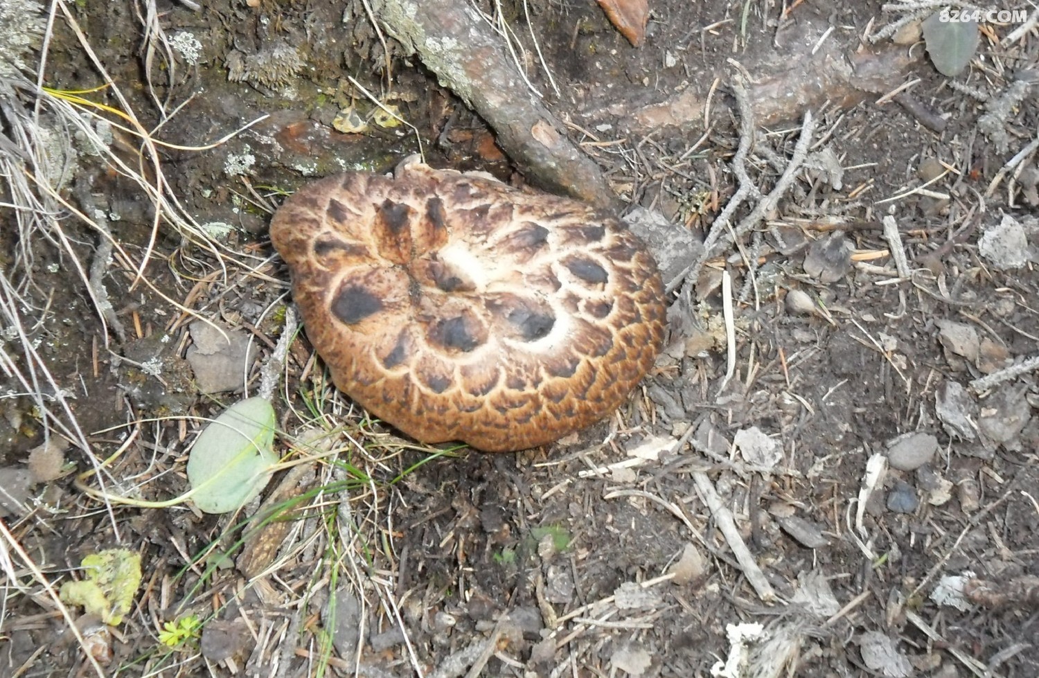 天山野蘑菇
