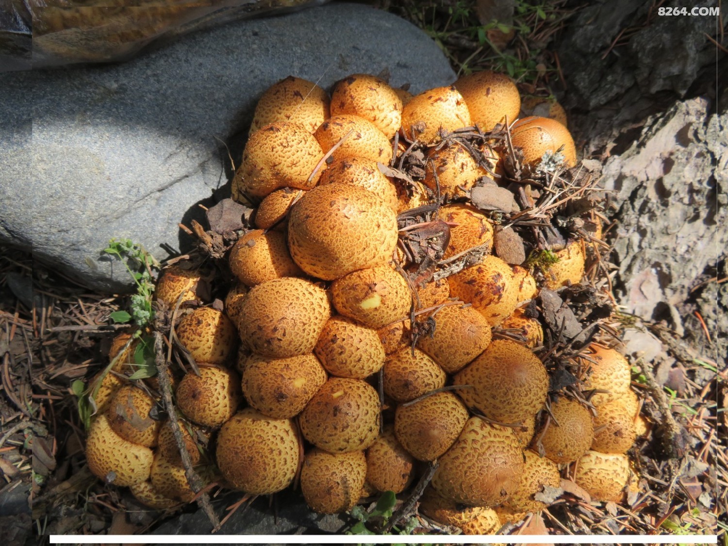 天山野蘑菇 - 第2页 - 新疆 - 8264户外