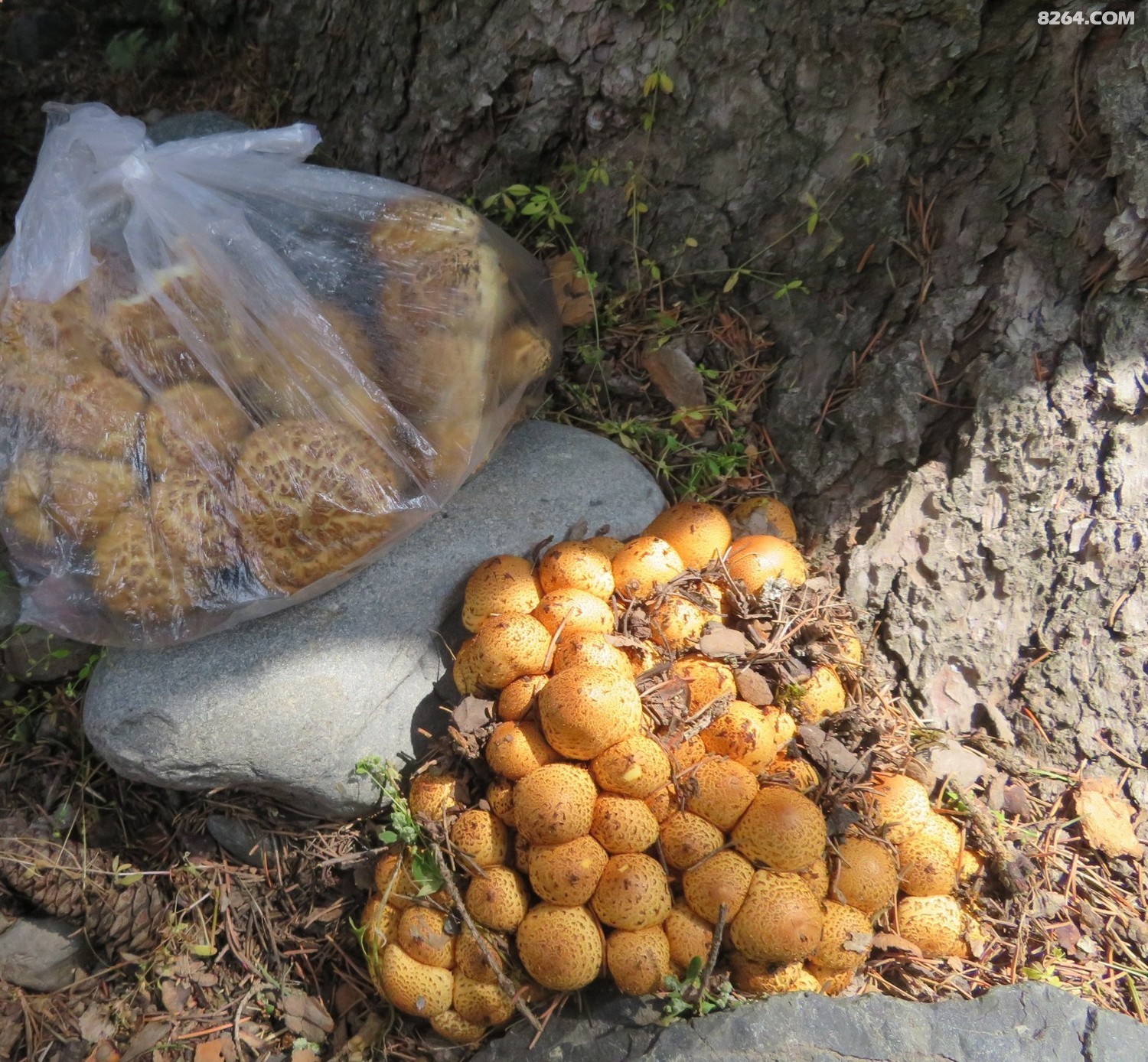 天山野蘑菇