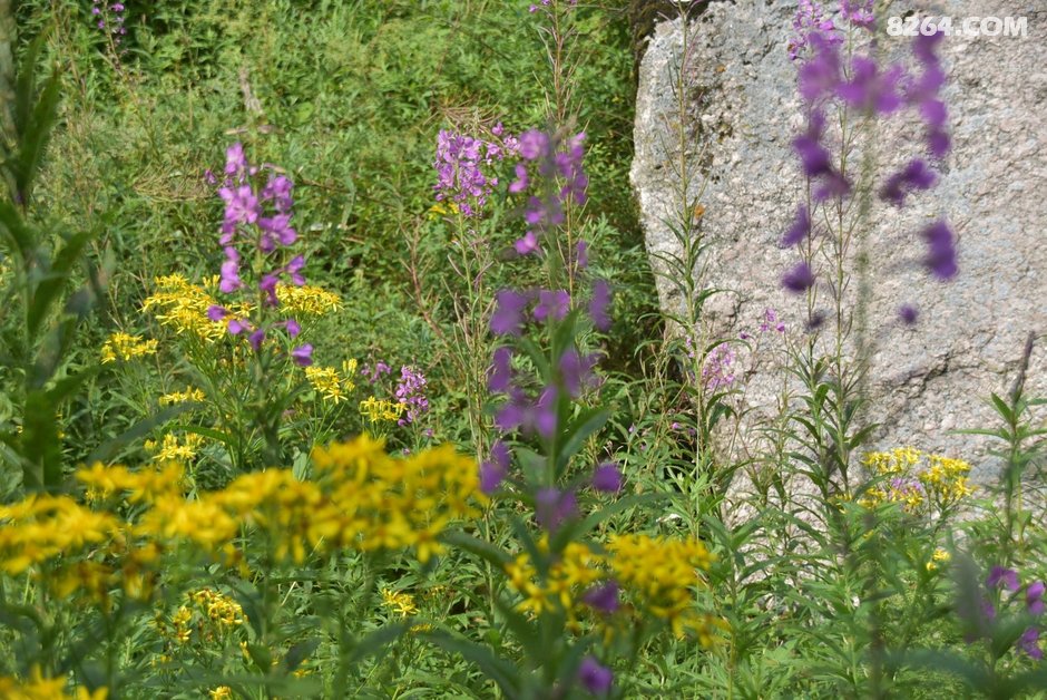 015520n6t8n0ujbwe7v63p.JPG!t3w825h0