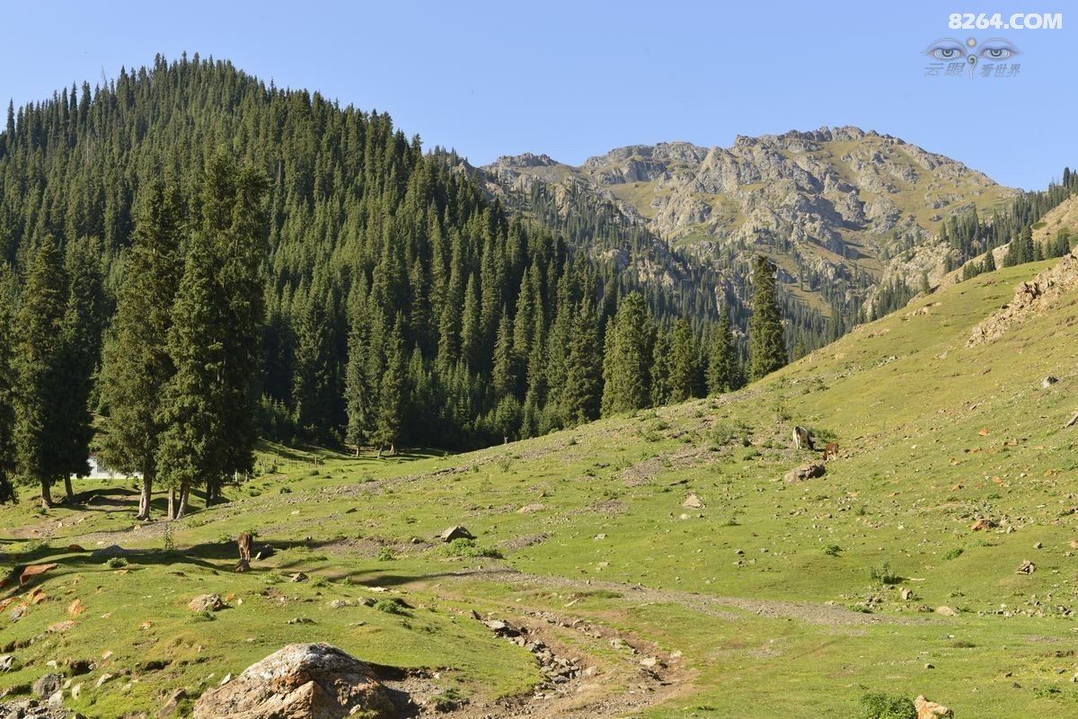深山老林听松