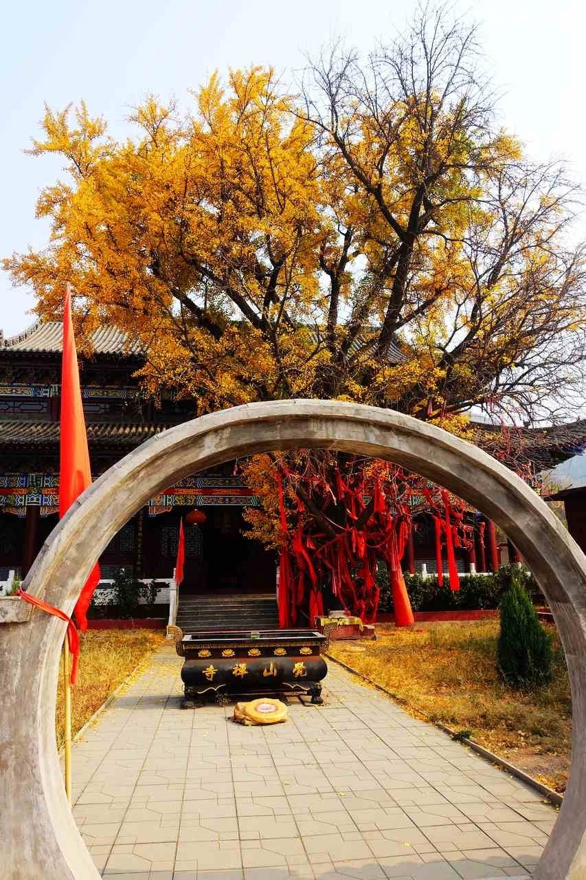 平山县觉山寺硕大的九枝银杏树