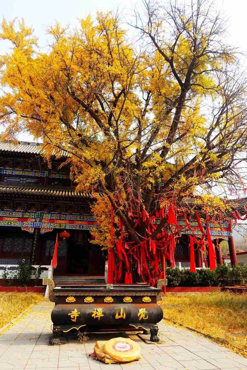 平山县觉山寺硕大的九枝银杏树