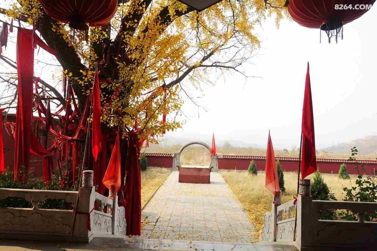 平山县觉山寺硕大的九枝银杏树