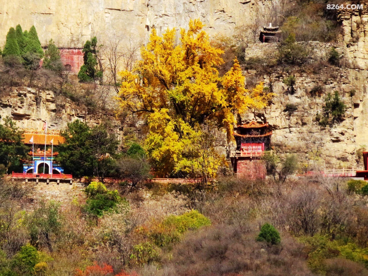 平山天桂山千年银杏树胜似黄金