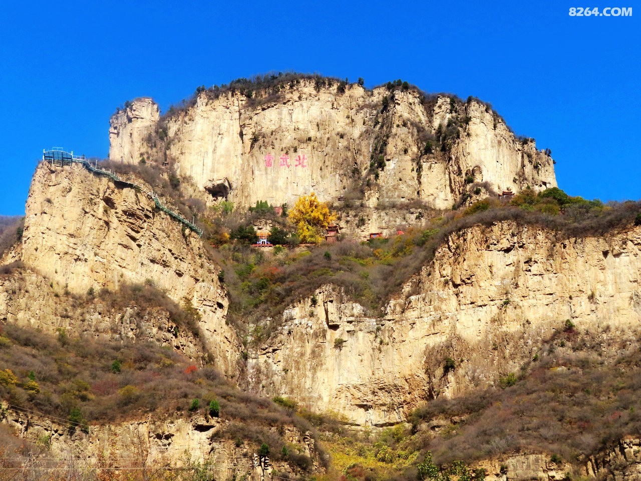 平山天桂山千年银杏树胜似黄金