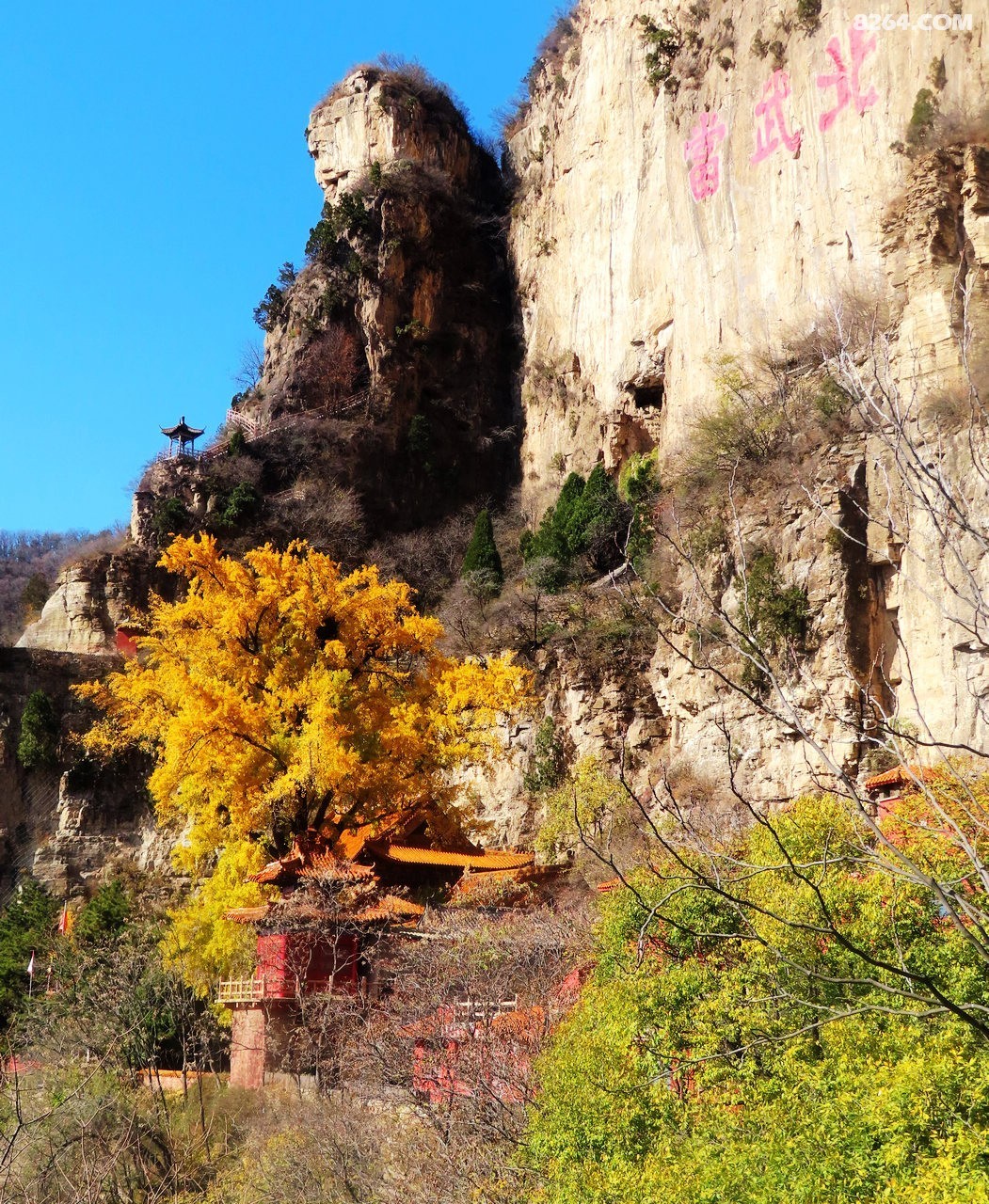 平山天桂山千年银杏树胜似黄金