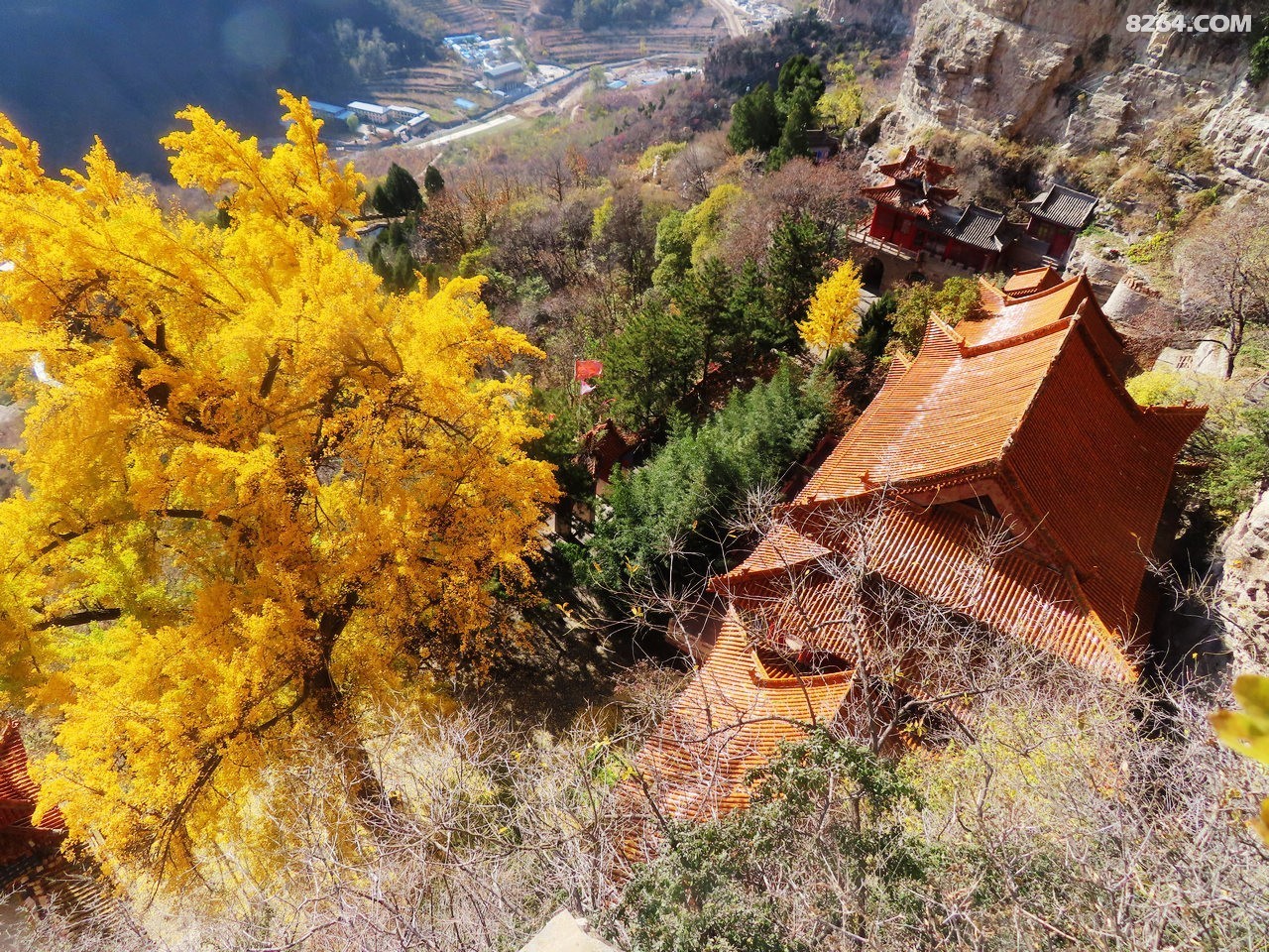 平山天桂山千年银杏树胜似平
