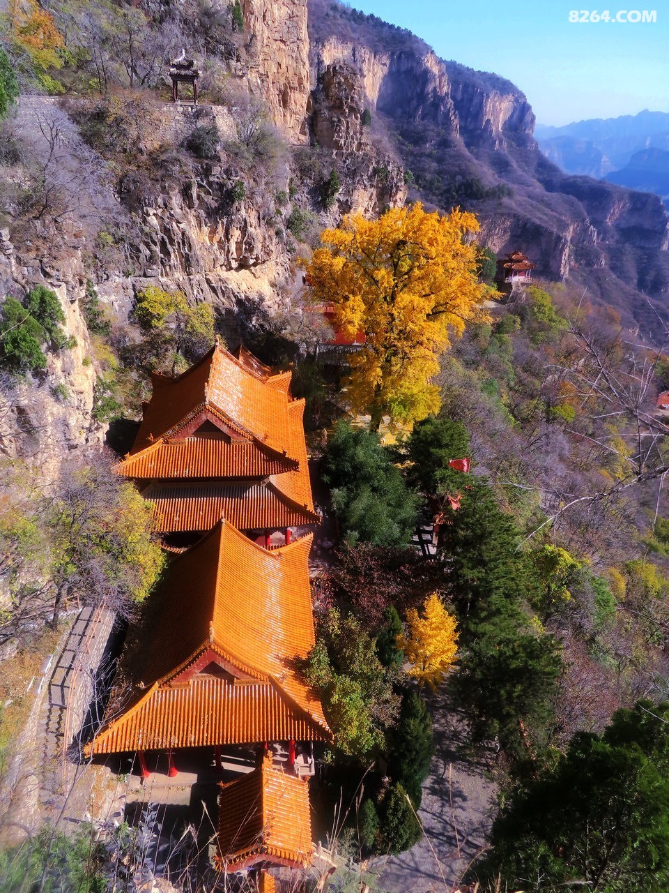 平山天桂山千年银杏树胜似黄金