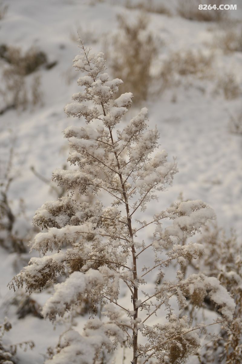渊冰厚三尺素雪覆千里