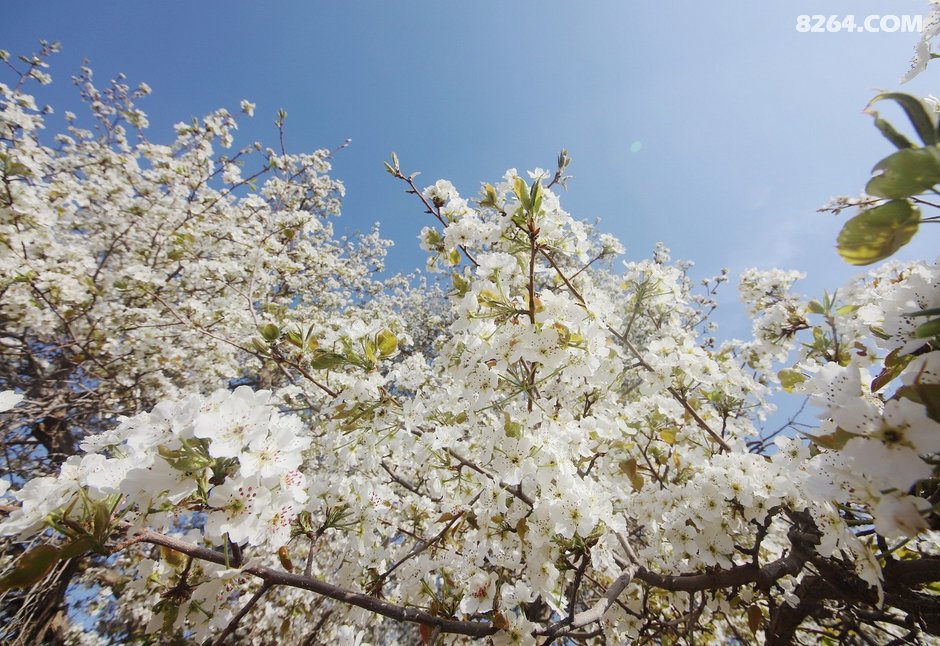 北长滩看梨花追逐宁夏最美的春天