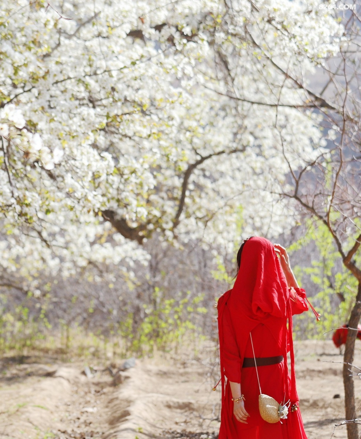 北长滩看梨花追逐宁夏最美的春天