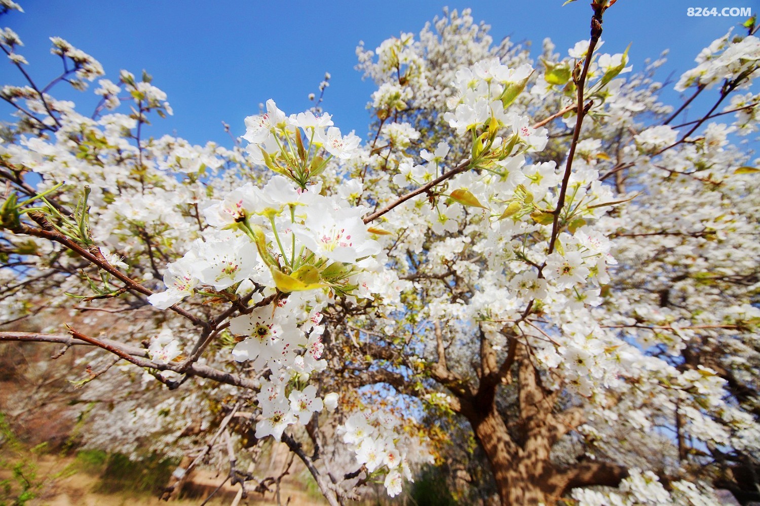 北长滩看梨花追逐宁夏最美的春天