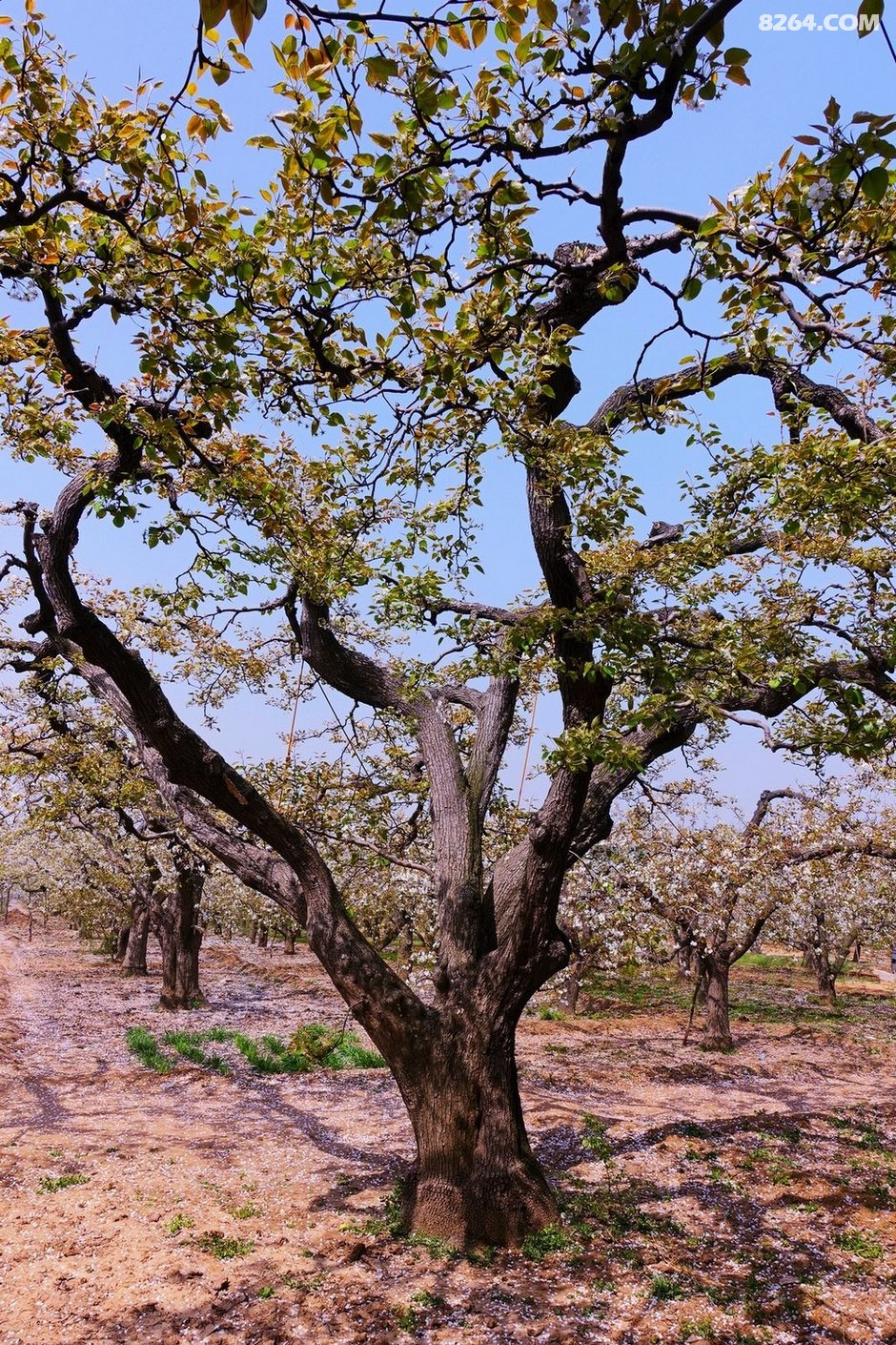 赵县千年古梨树群梨花带雨