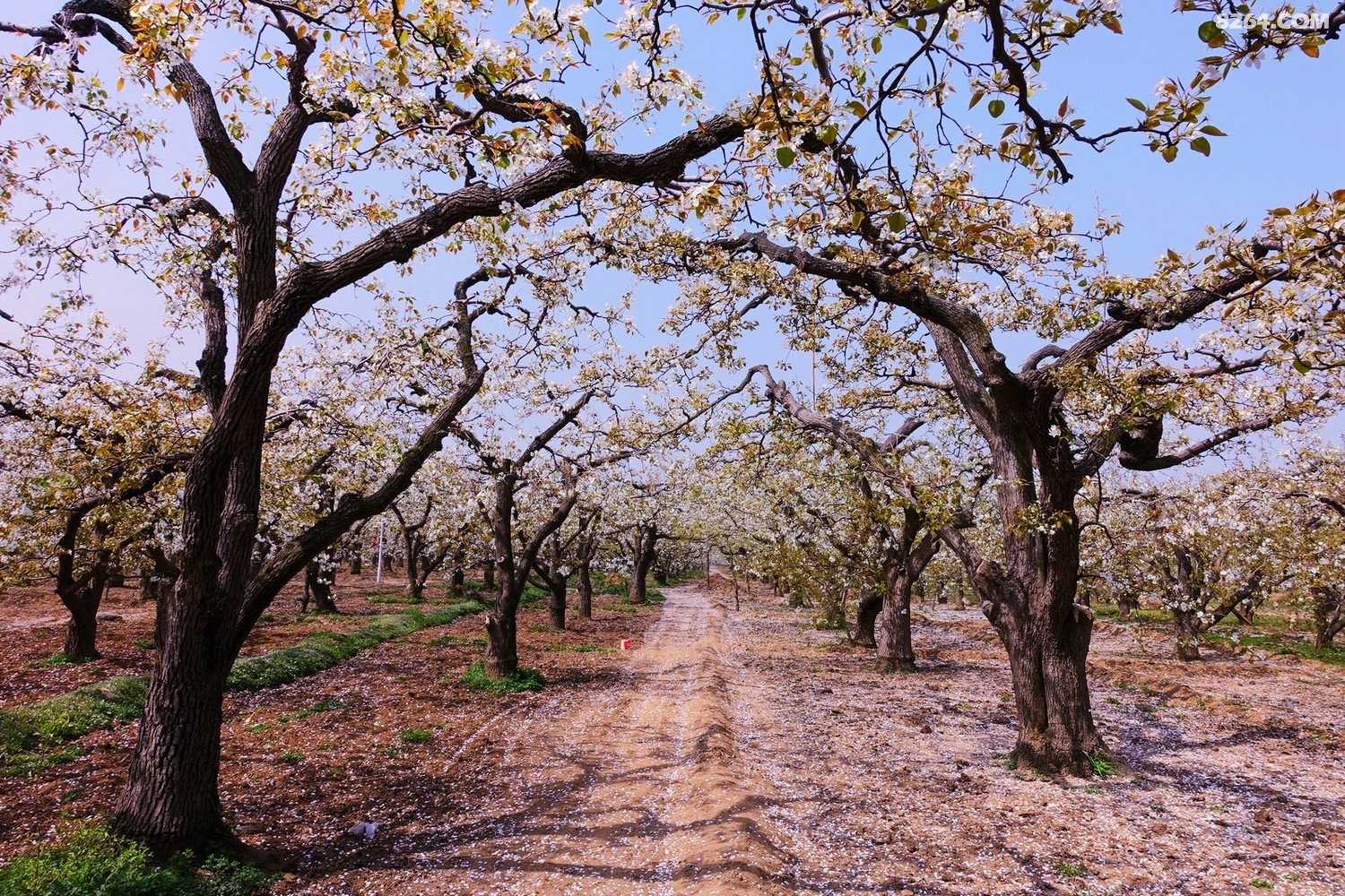 赵县千年古梨树群梨花带雨