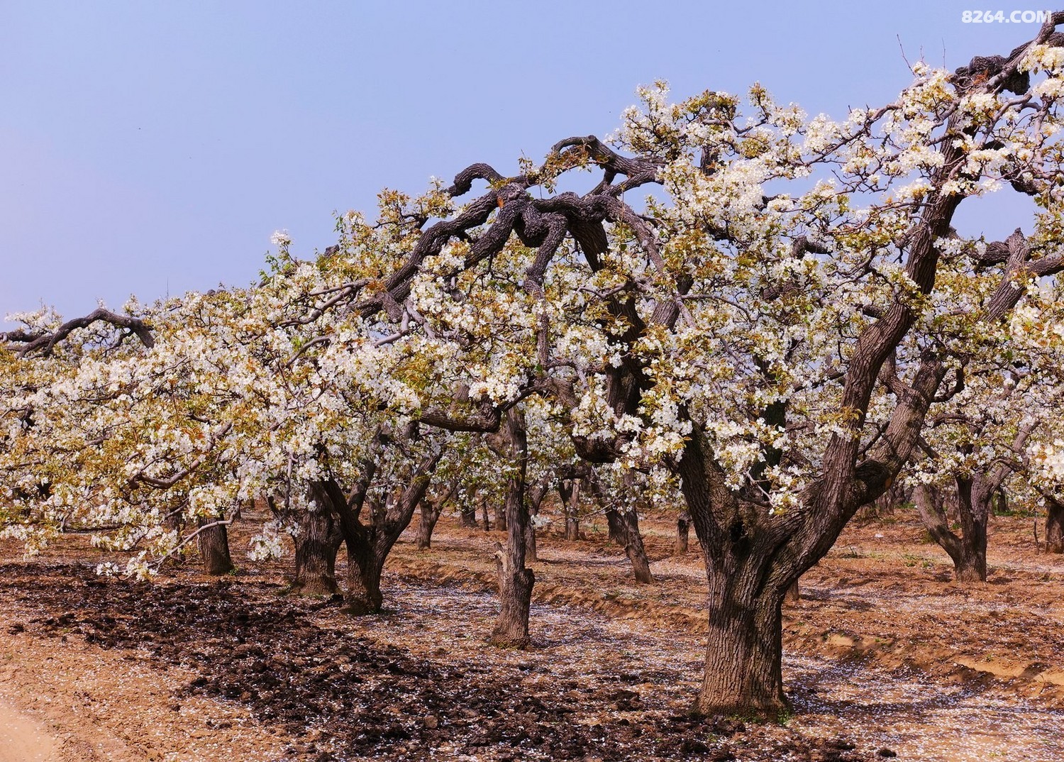 赵县千年古梨树群梨花带雨