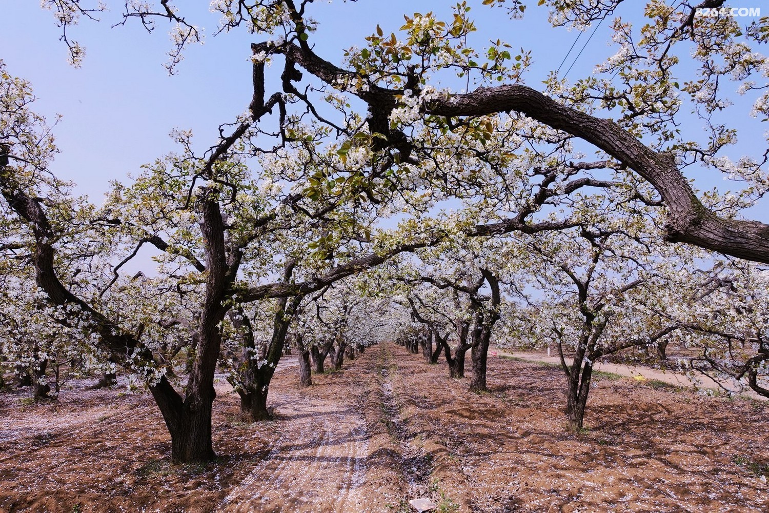 赵县千年古梨树群梨花带雨