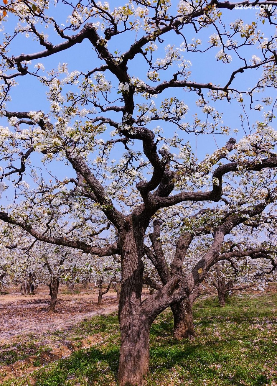 赵县千年古梨树群--------梨花带雨 - 文章 - 8264户外