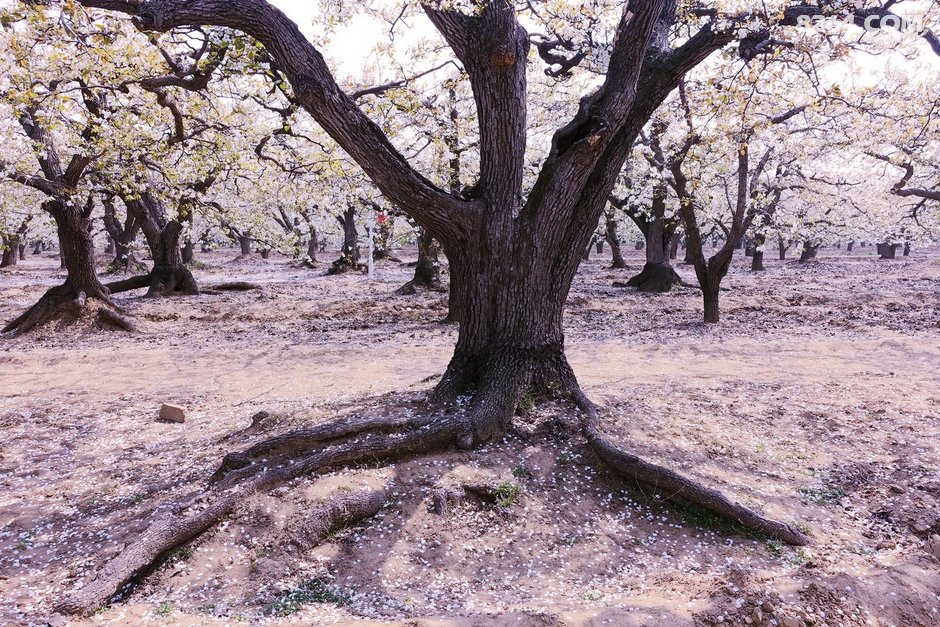 赵县千年古梨树群梨花带雨