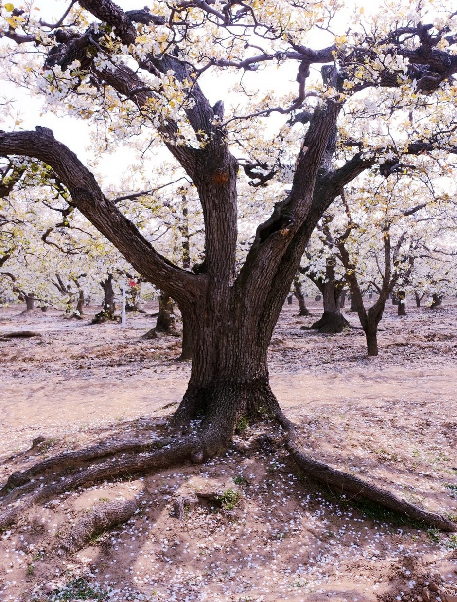 赵县千年古梨树群梨花带雨