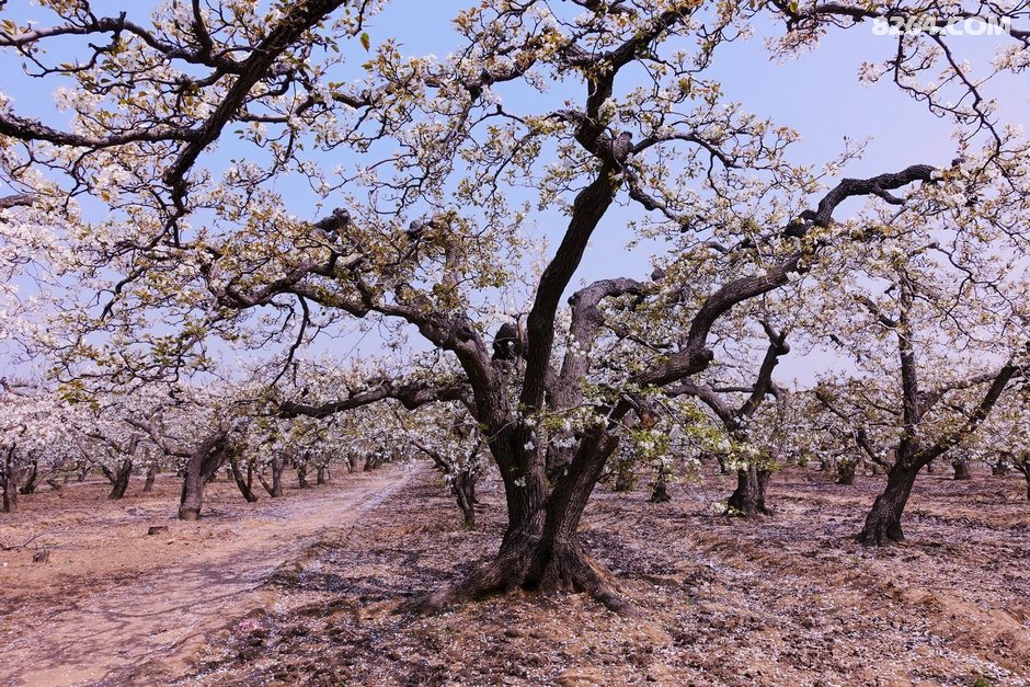 赵县千年古梨树群梨花带雨