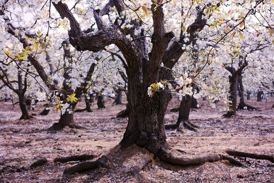 赵县千年古梨树群梨花带雨