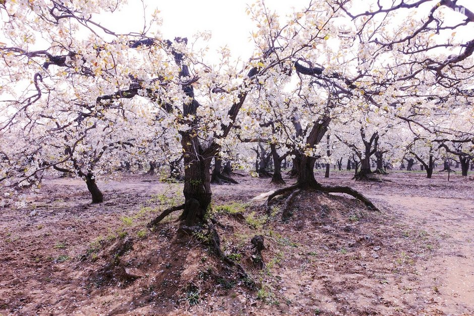 赵县千年古梨树群梨花带雨