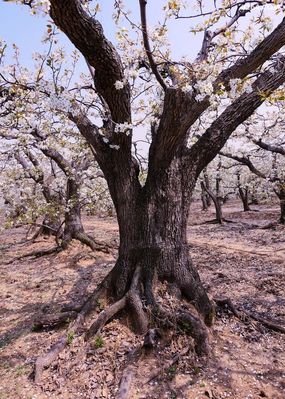 赵县千年古梨树群梨花带雨