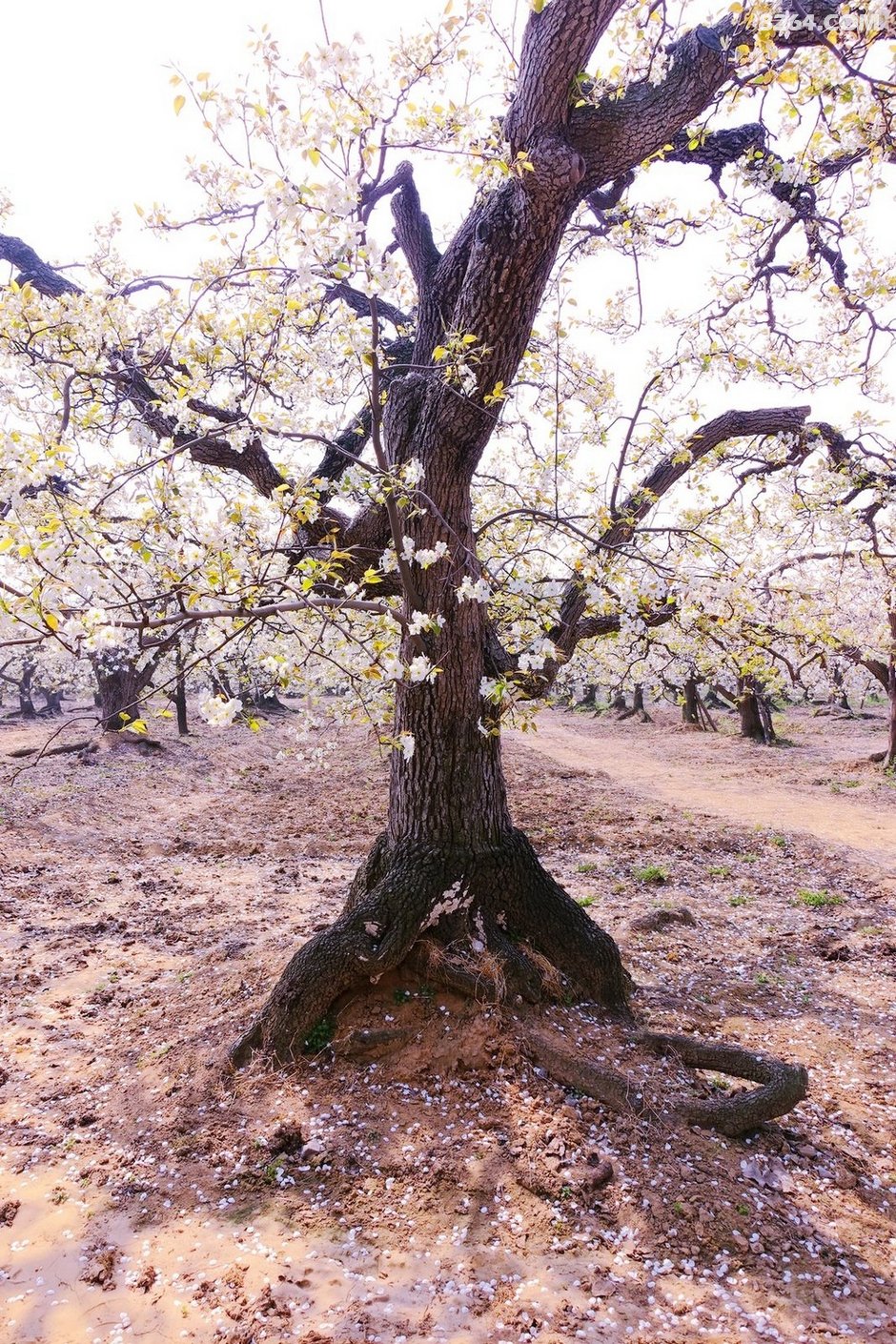 赵县千年古梨树群梨花带雨