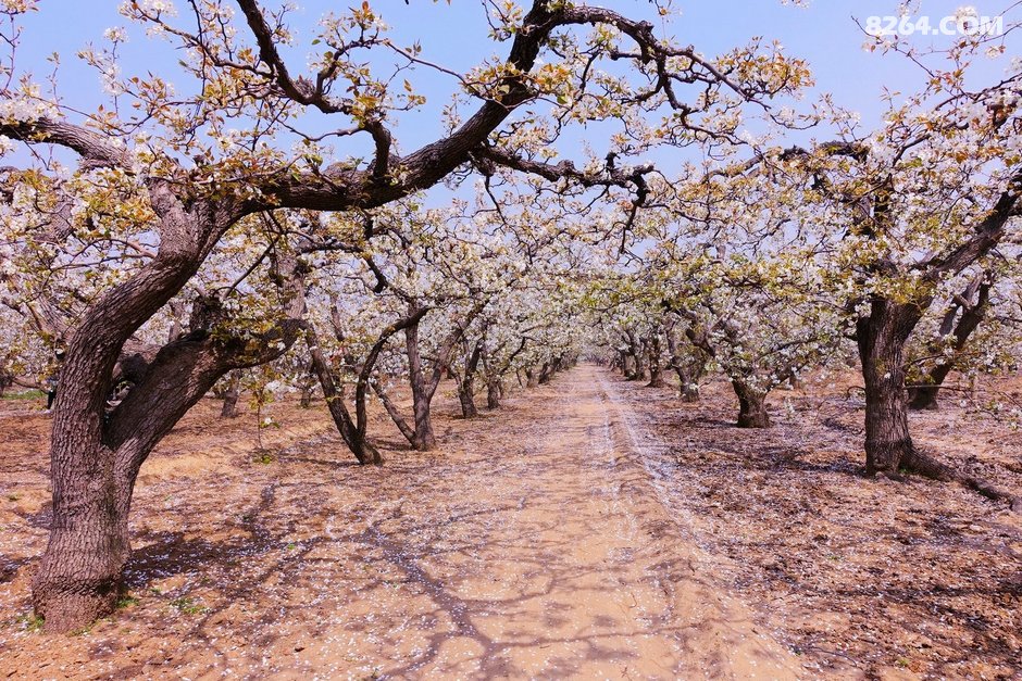 赵县千年古梨树群--------梨花带雨 - 文章 - 8264户外