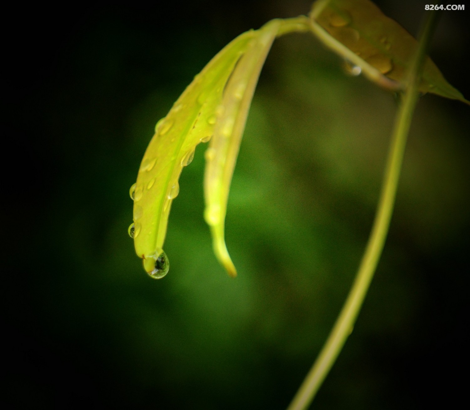 DSC_8803_���� 2.jpg