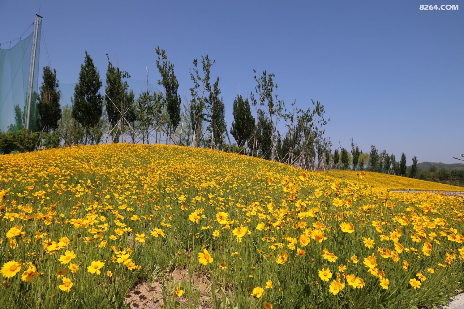 8P5A0131.JPG