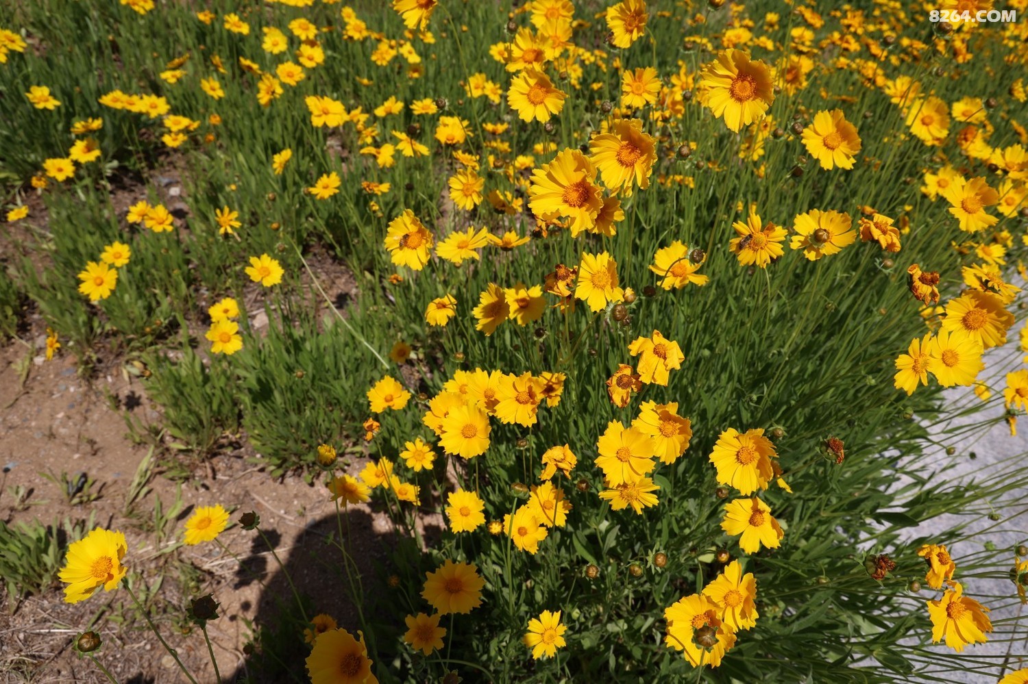 8P5A0134.JPG