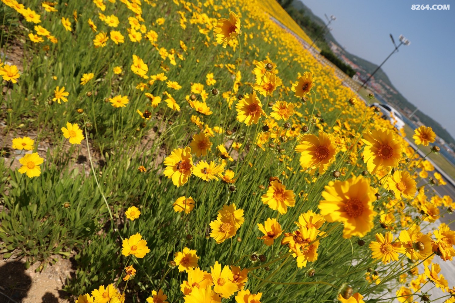 8P5A0136.JPG