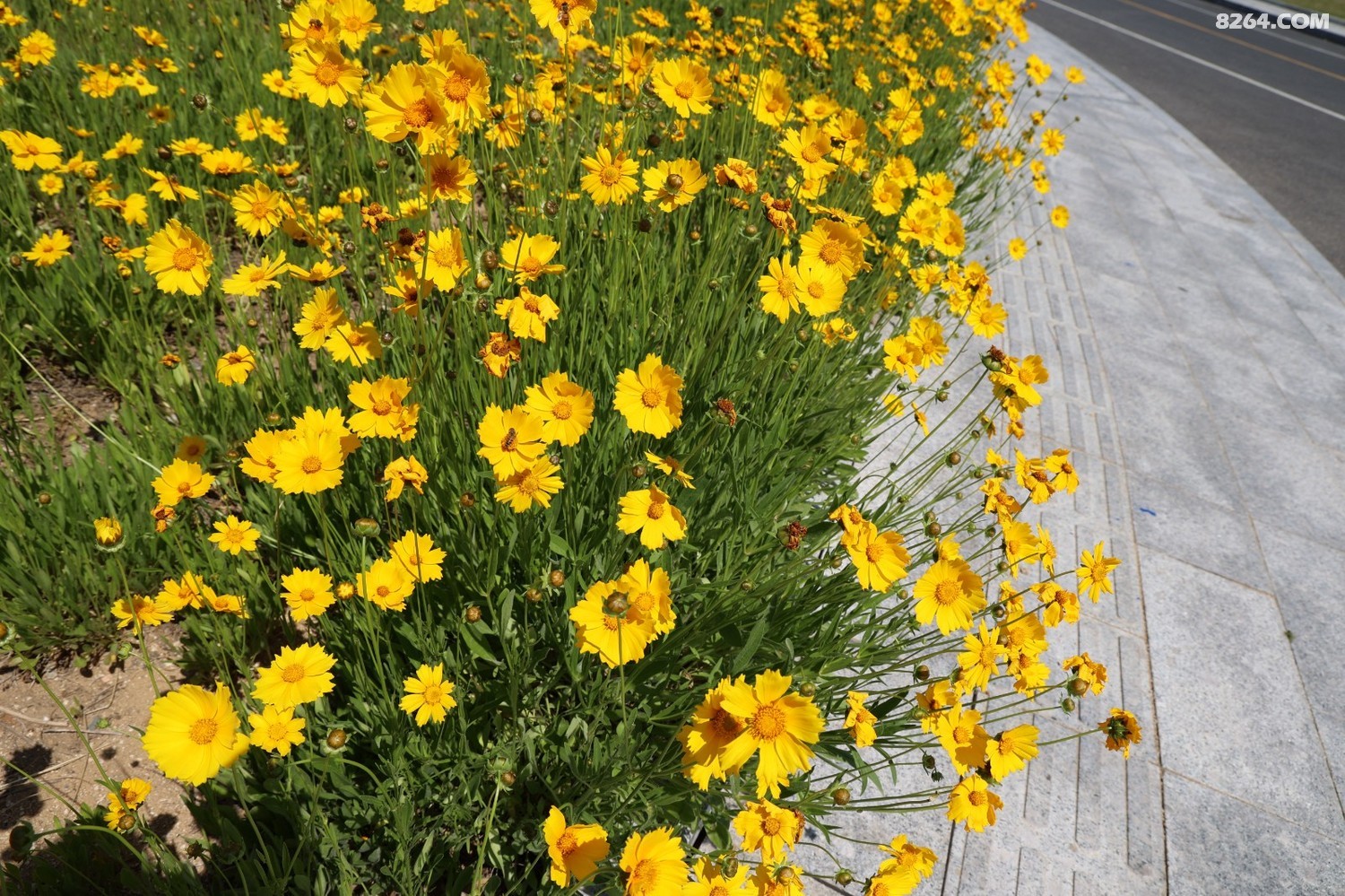 8P5A0138.JPG