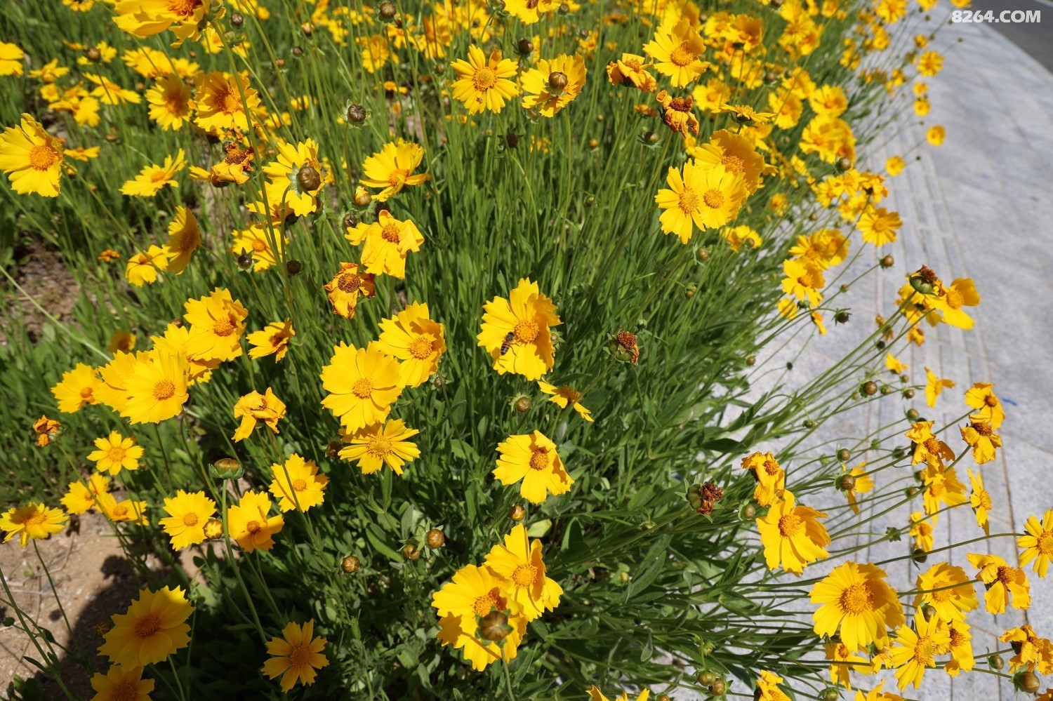 8P5A0139.JPG