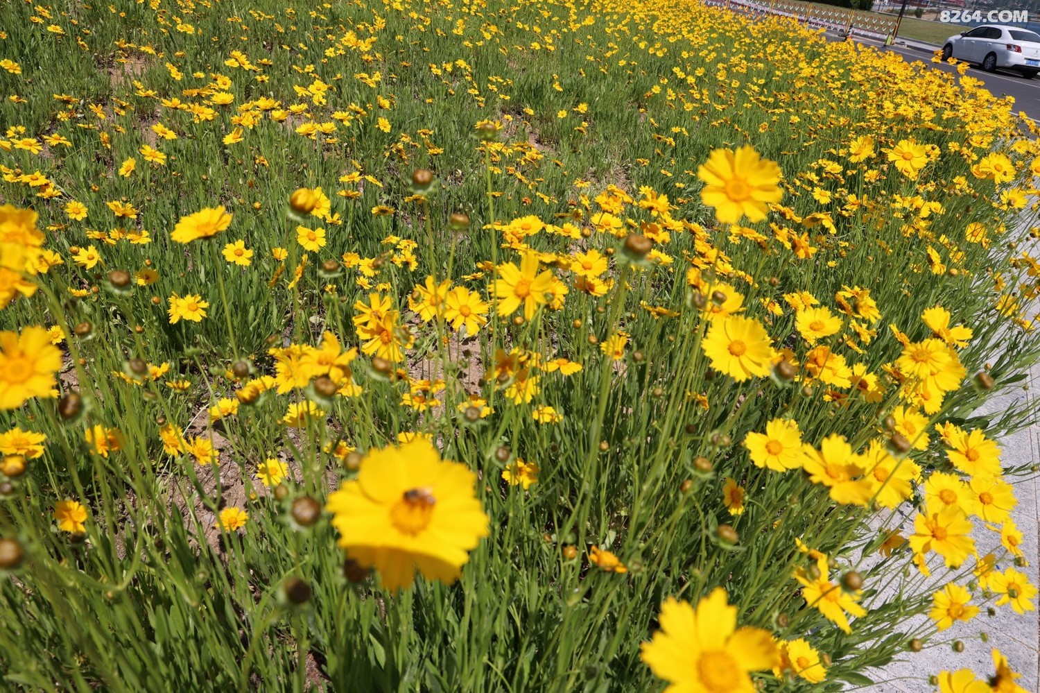 8P5A0140.JPG