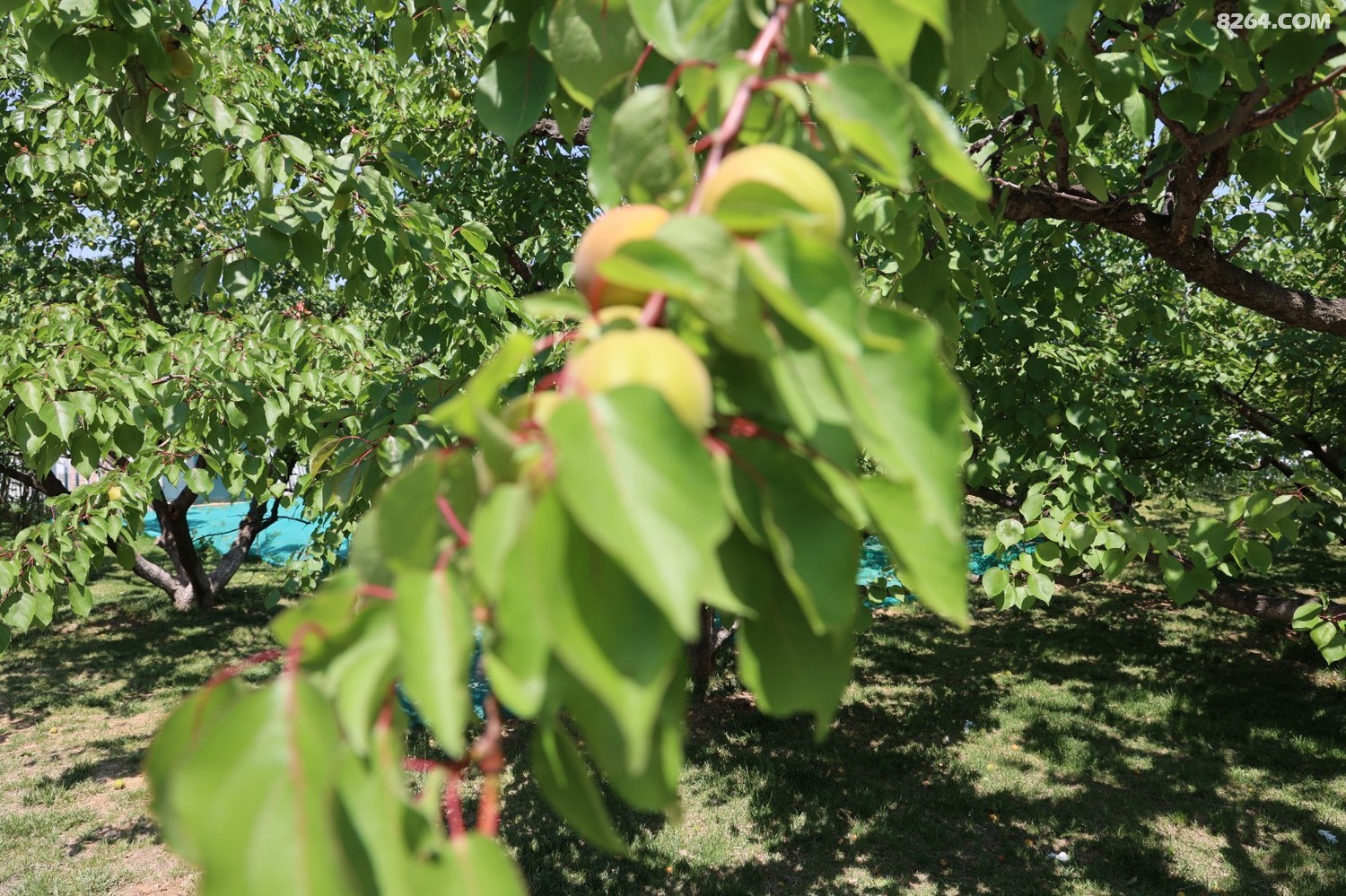 8P5A0142.JPG