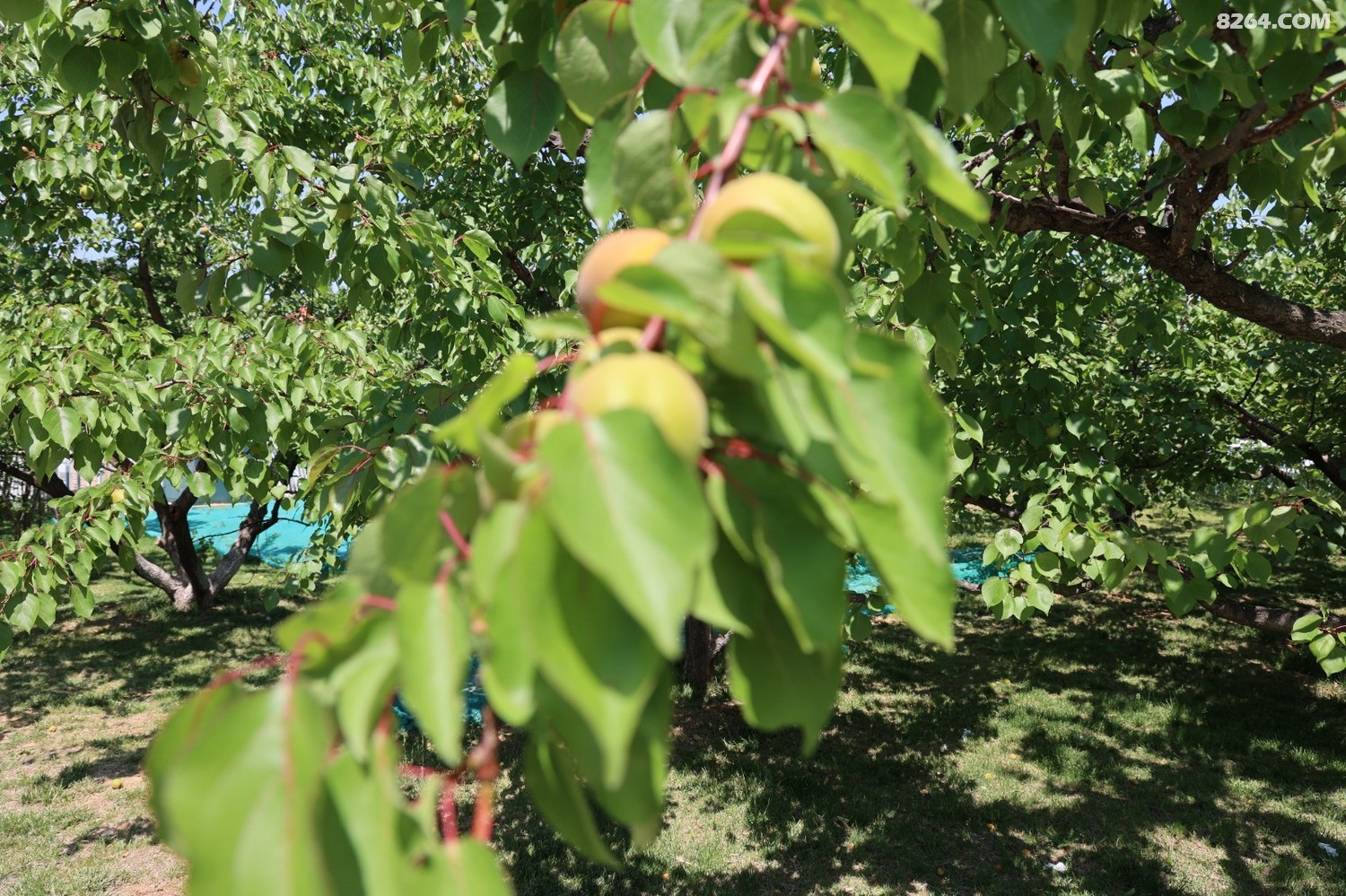 8P5A0144.JPG