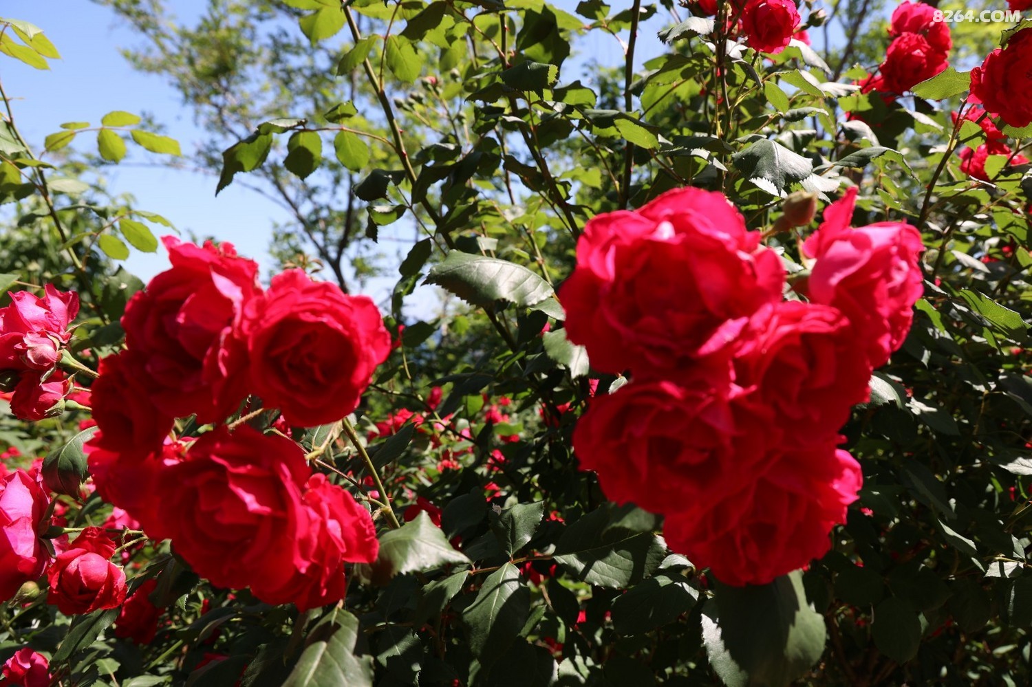 8P5A0182.JPG